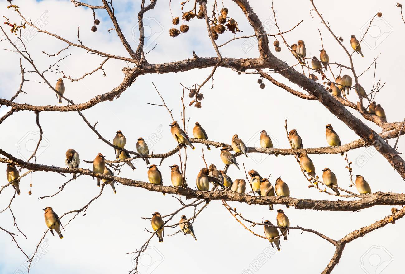 How does emotional distance work for birds?